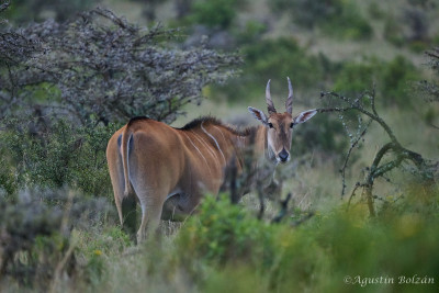 Ol-Pejeta-3401.jpg Ol-Pejeta-3401.jpg