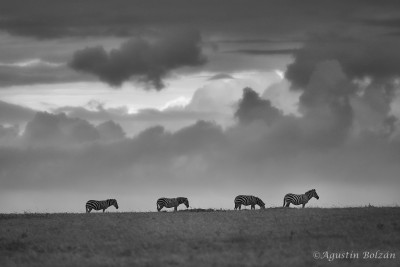 Ol-Pejeta-3451.jpg Ol-Pejeta-3451.jpg