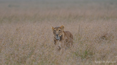 Ol-Pejeta-3640.jpg Ol-Pejeta-3640.jpg