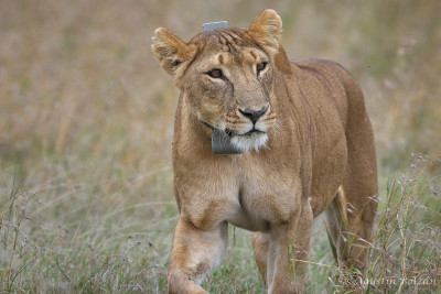 Ol-Pejeta-3695.jpg Ol-Pejeta-3695.jpg