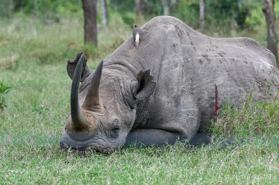 Ol-Pejeta-3743.jpg Ol-Pejeta-3743.jpg