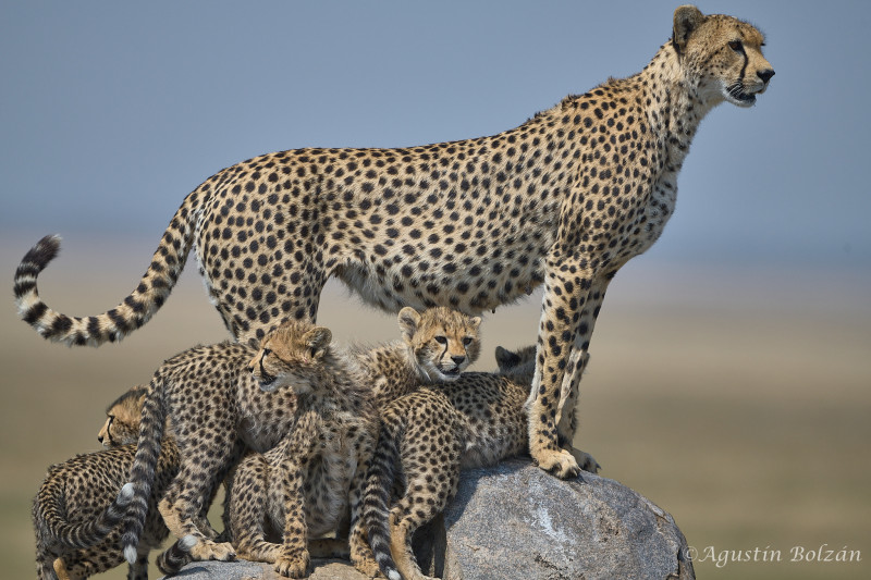 Seronera: Tierra de Grandes Felinos